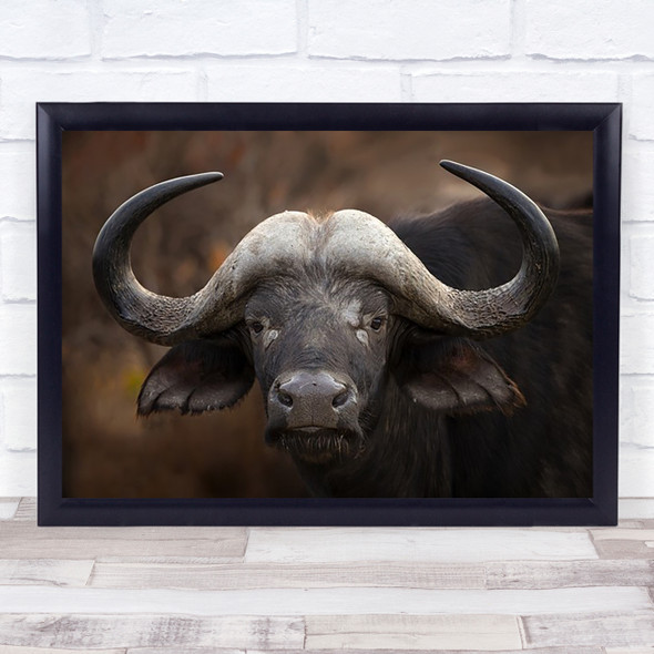 A Buffalo Africa Animal Big Botswana Close Horizontal Mario Moremi Art Print