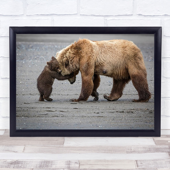 A Little Bear Hug Alaska Bears Cubs Cub Playful Nature Wildlife Wall Art Print