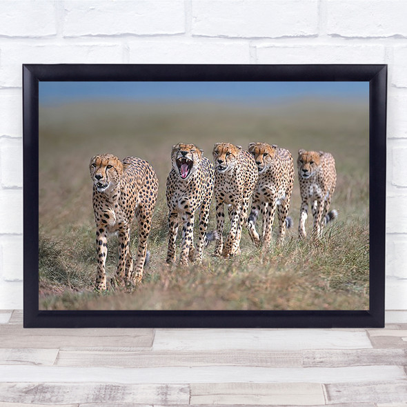 Africa Kenia Cheetah Hunt Safari Line Queue Group Predator Wall Art Print