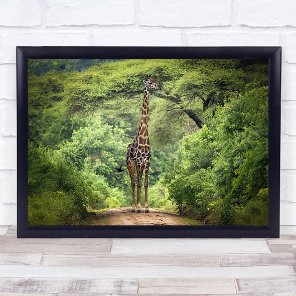 Africa Tanzania Giraffe Road Lake Manyara Giraffe Wildlife Wall Art Print