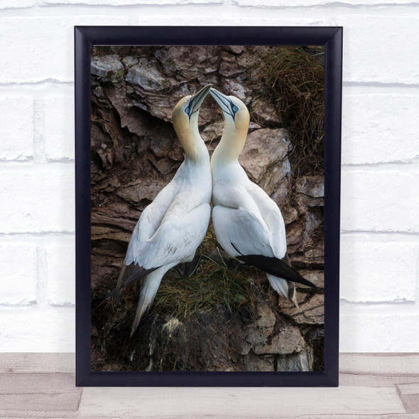 After play Gannet Gannets Northern Bird Birds Nature Wall Art Print