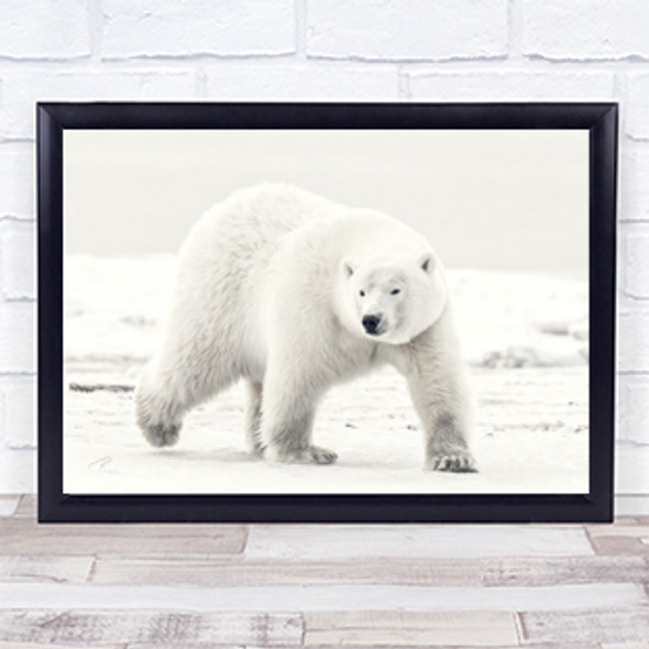 Alaskan King Polar bear Wildlife Animal Alaska Polar Bear Bears Wall Art Print