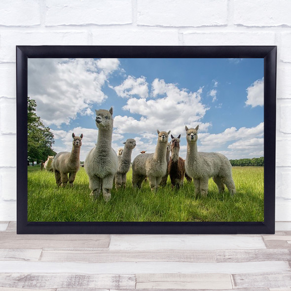 Alpacas Animal Animals Countryside Rural Field Fields Cute Wall Art Print