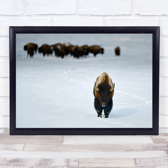 Alpha Male Bison Bisons Yellowstone Animal Animals USA United States Art Print