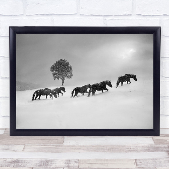 Animal Animals Horse Horses Icelandic Wall Art Print