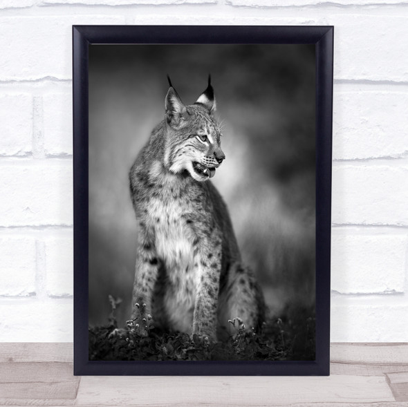 Animal Mammal Feline Lynx Bobcat Bokeh Animals Wall Art Print