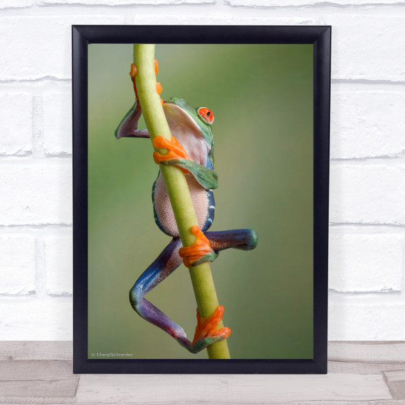 Ascending Frog Climbing Rising Tree Climber Climb USA Wall Art Print