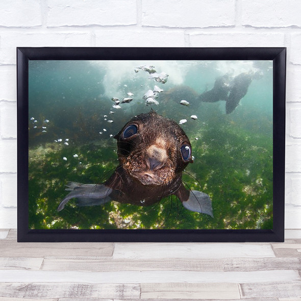 Baby Of The Sea Underwater Russia Wildlife Puppy Eye Seal Seals Fun Art Print