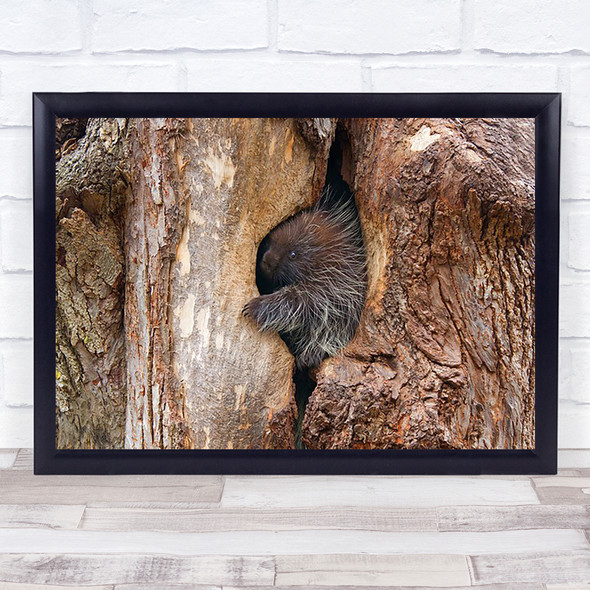 Baby porcupine in tree Nature Wildlife Forest Home Quills Canada Wall Art Print