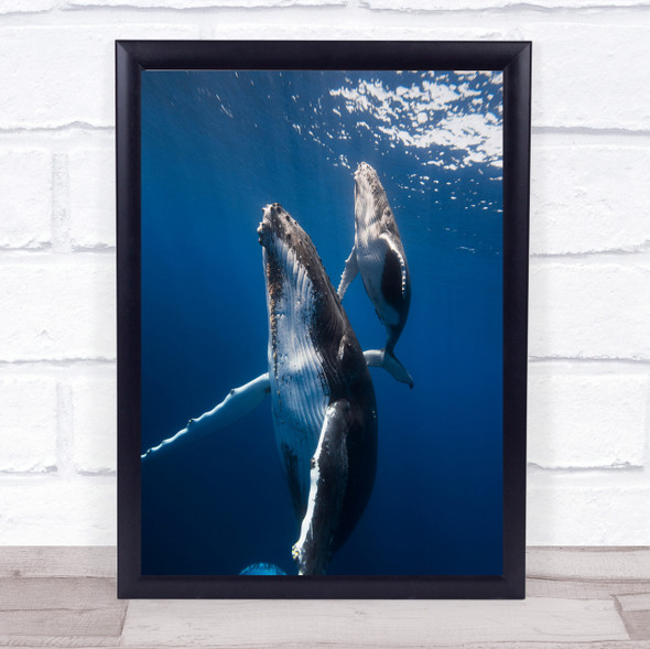 Back To The Surface Cetacea Underwater Humpback Whale Baleine Bosse Art Print