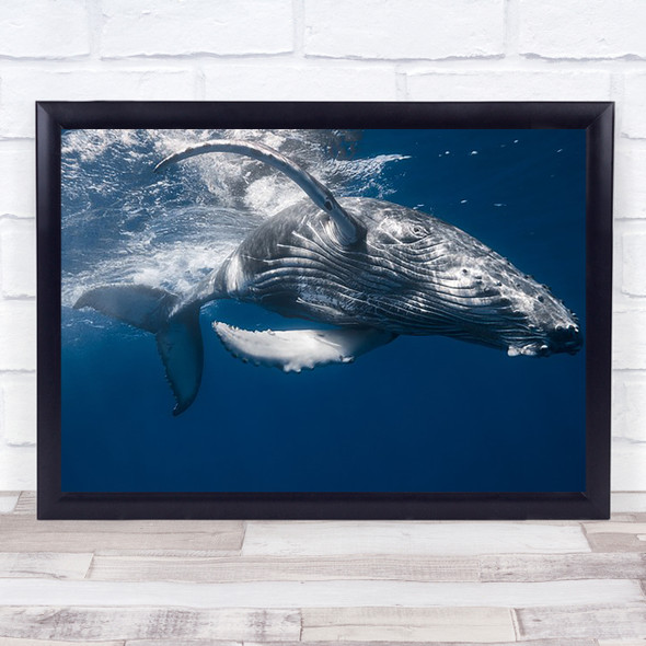 Baleineau Whale Humpback Baleine Wildlife Underwater Cetacea Ocean Sea Art Print