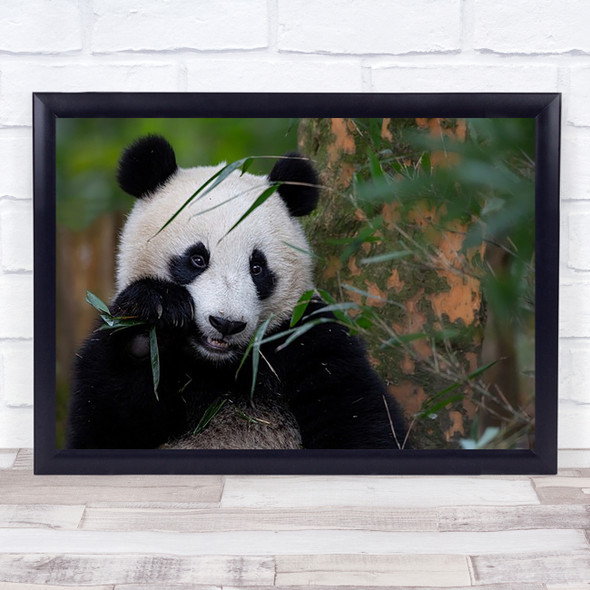 Bamboo Time Panda Cute Fur China Sichuan Wall Art Print