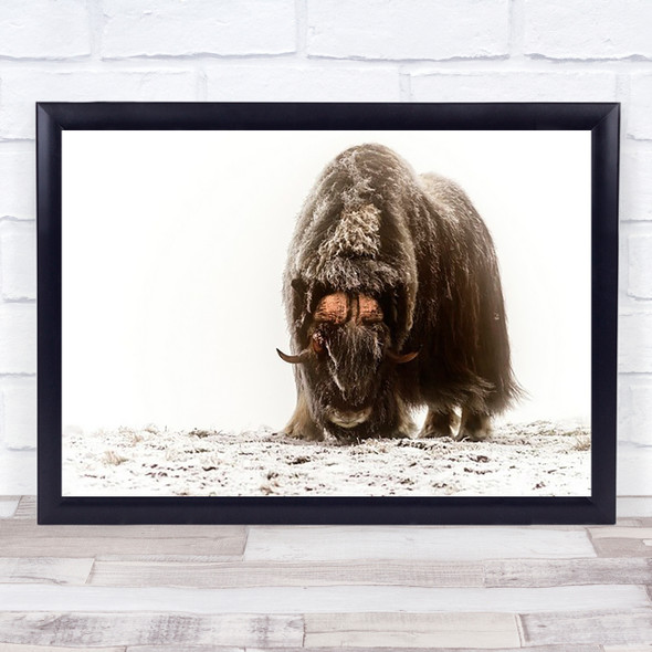 Between the fog frost Nature Musk Ox Wildlife Wall Art Print