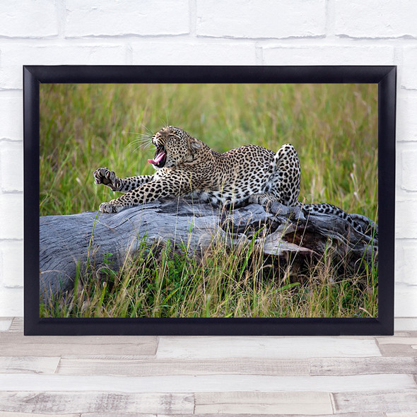 Big Cat Leopard Cheetah Nature Animals Wildlife Wild Yawn Tired Wall Art Print