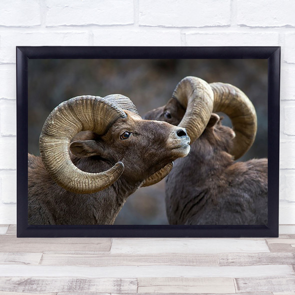 Bighorn sheep Horn Horns Horned Sheep Wild Nature Animal Wall Art Print