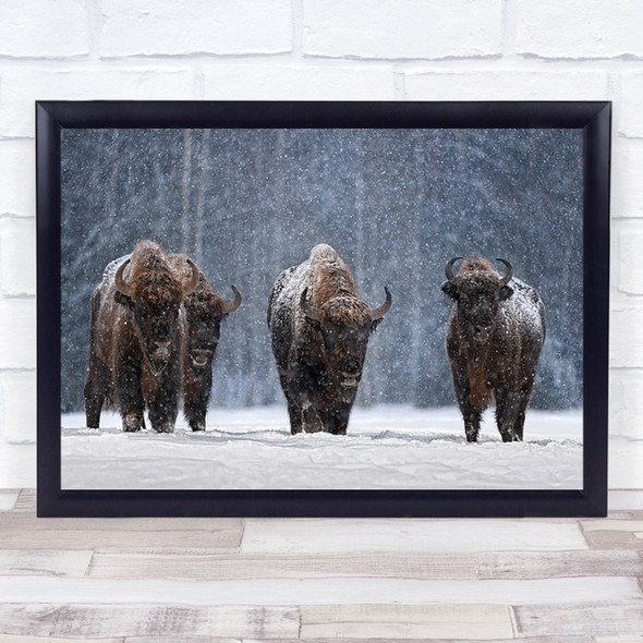 Bison Animal Snow Winter Bisons Animals Snowfall Snowing Snowy Wall Art Print