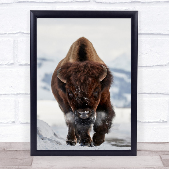 Bison Incoming Wildlife Wild Nature Animal Animals Breath Air Horns Art Print