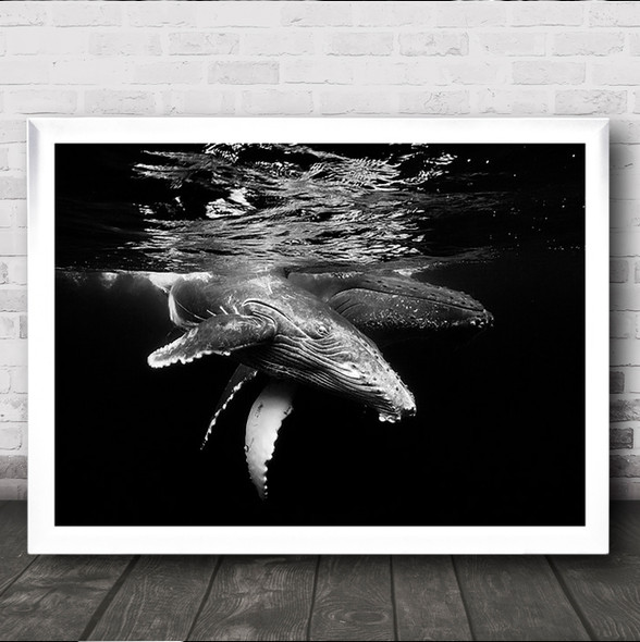 Black Whale Family Giant Sea Ocean Underwater Dive Humpback Wild Wall Art Print