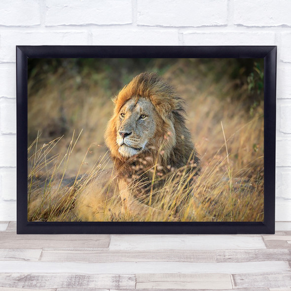 Blondie Wildlife Wild Nature Animal Animals Feline Lion Lions Safari Art Print