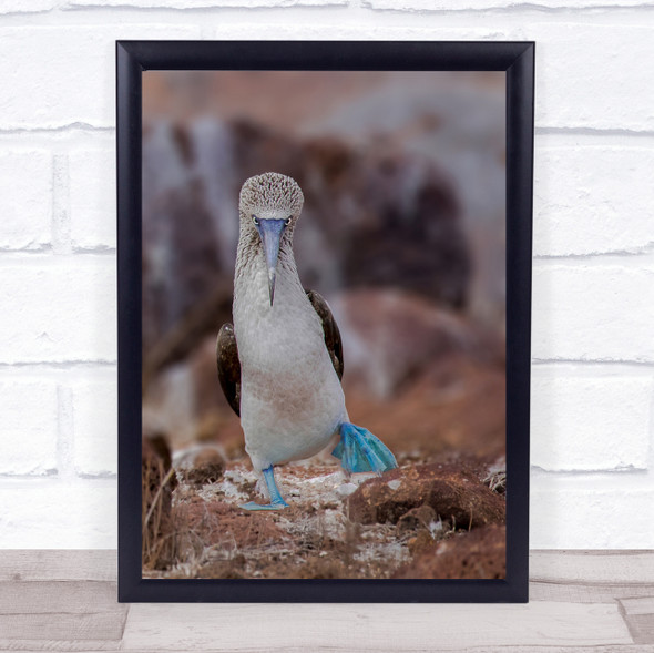 Blue Footed Booby Galapagos Blue Footed Island Birds Wall Art Print