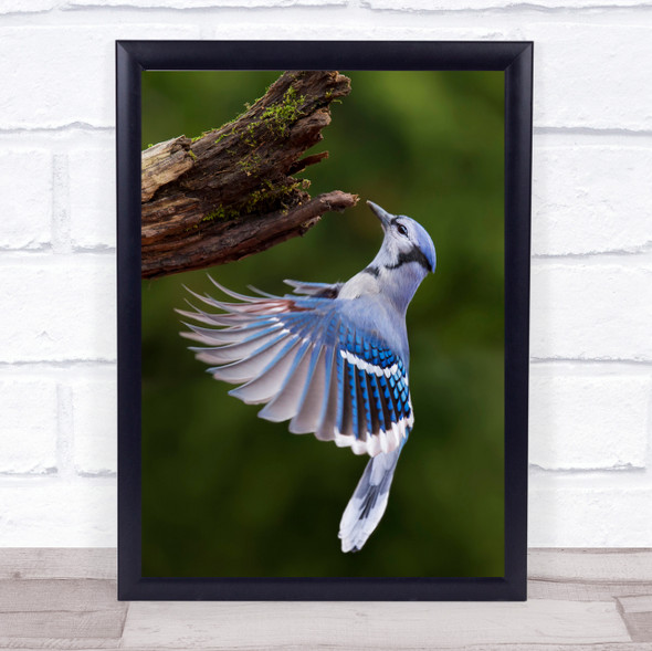 Blue Jay In Flight Bird Wildlife Wings Fly Wall Art Print