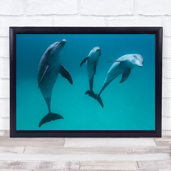 Bottlenose Dolphin Wildlife Ocean Sea Lagoon Travel Underwater Art Print