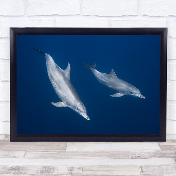 Bottlenose Dolphins Ocean Sea Underwater Cetacea Wildlife Art Print