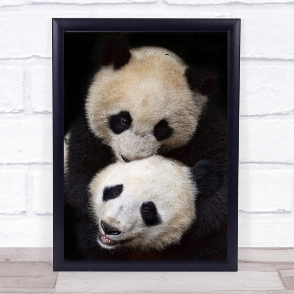 Brothers Panda Pandas Animal Animals Cute Furry Wall Art Print