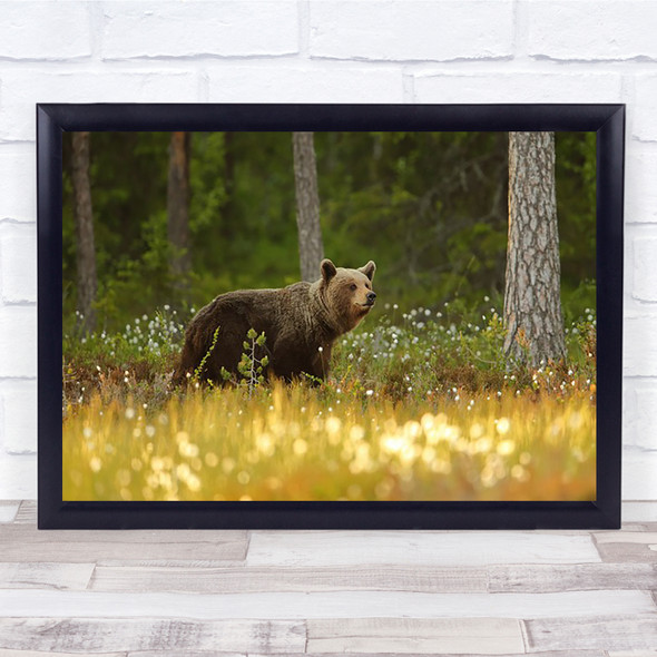 Brown Bear Summer Forest Finland Wildlife Wild Nature Wall Art Print