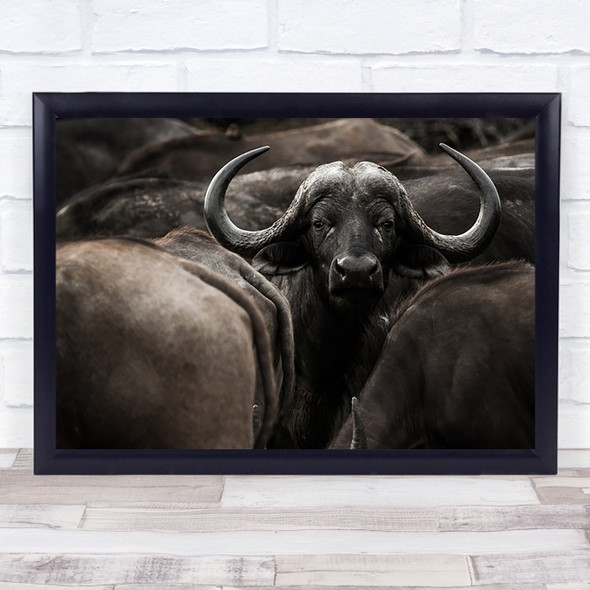 Buffalo Buffalos Horn Horns Horned Animal Face Wildlife Wall Art Print