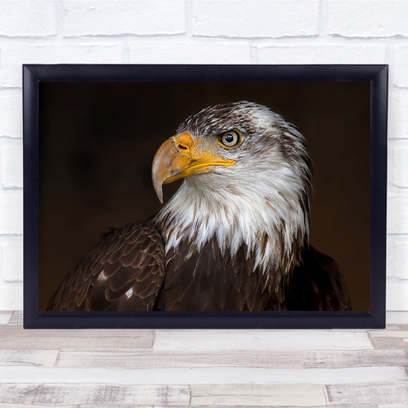 Caged Eagle Closeup Beak Feathers Head Predator Bird Captive Park Wall Art Print