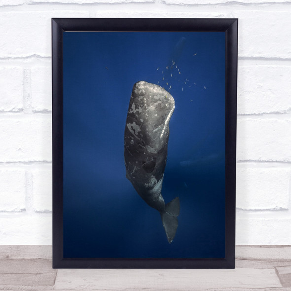 Candle Sperm Whale Underwater Cetacea Cachalot Mauritius Deep Wall Art Print