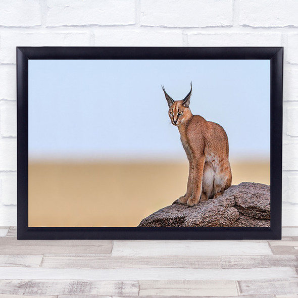 Caracal On Mars Serengeti Tanzania Golkop Jes Safari Africa Cat Feline Art Print