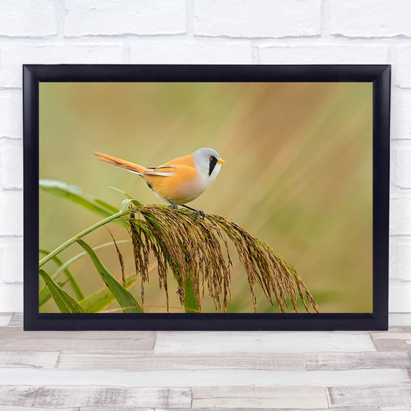 Check My Bearded Reedling Bird Fauna Nature Animal Reed Orange Green Art Print