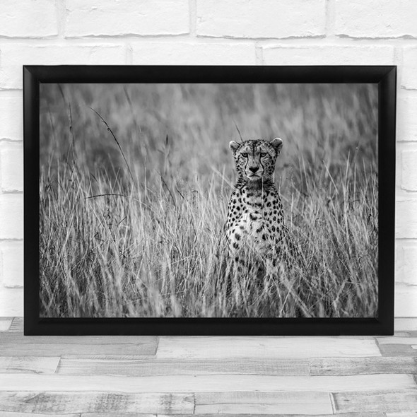 Cheetah Cheetahs Animal Animals Africa Wildlife Nature Feline Wall Art Print