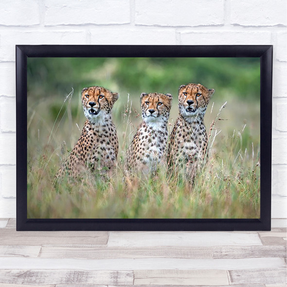 Cheetah cubs Africa Hunt Safari Group Predator Hunter Hunters Feline Art Print