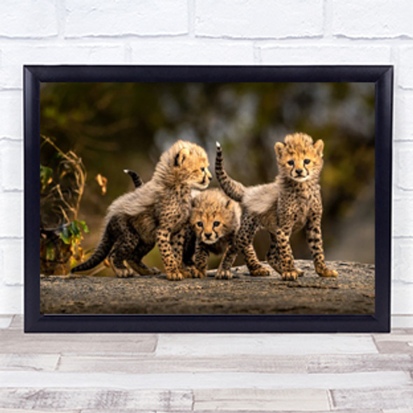 Cheetah Wild Africa Tanzania Feline Siblings Cute Baby Art Print
