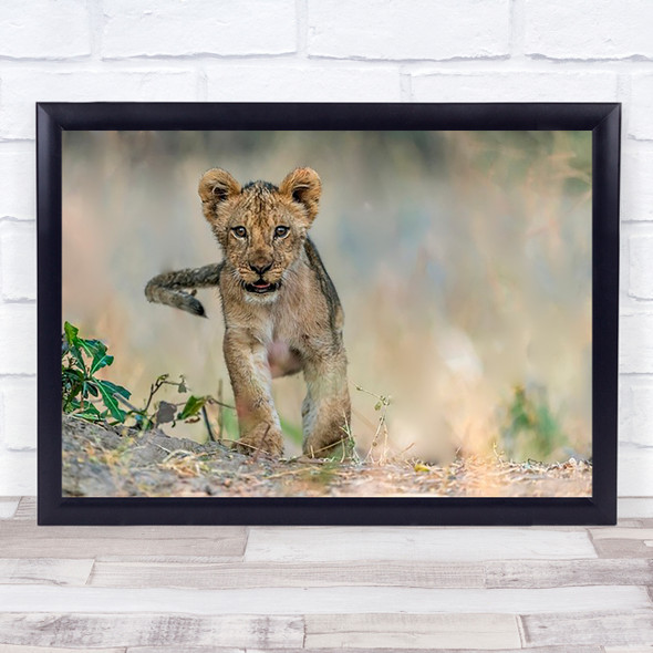 Cub South Luangwa Wildlife Wild Nature Animal Animals Lion Young Cute Art Print