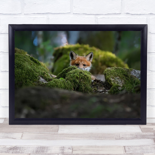 Curious Fox Cute Cub Young Baby Hide Hiding Shy Wall Art Print