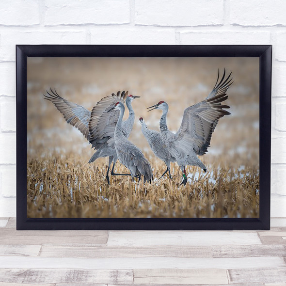 Discord Cranes Sandhill Crane Bird Birds wildlife Wall Art Print