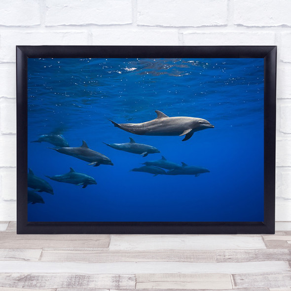 Dolphins Dolphin Underwater Ocean Sea Wildlife Wild Nature Wall Art Print