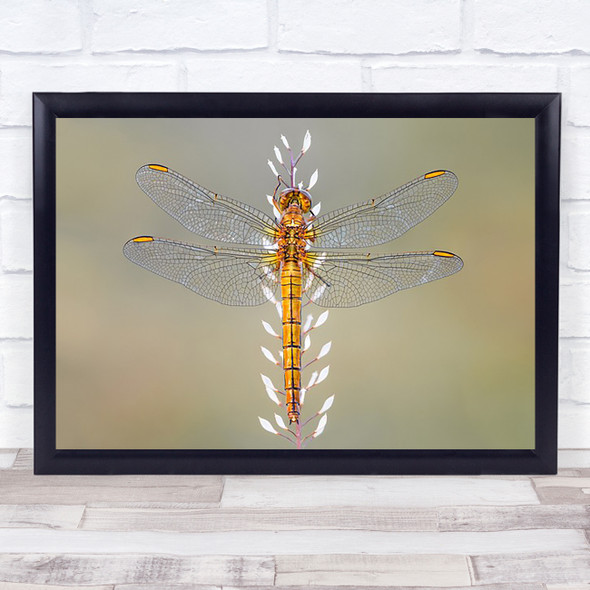 Dragonfly Wings Graphic Bokeh Orange Wall Art Print