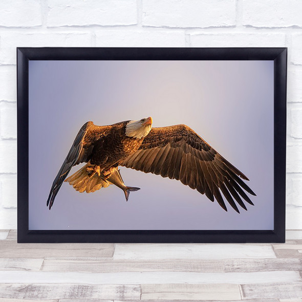 Eagle Wildlife Wild Eagles Bird Birds Nature Animal Animals Wall Art Print