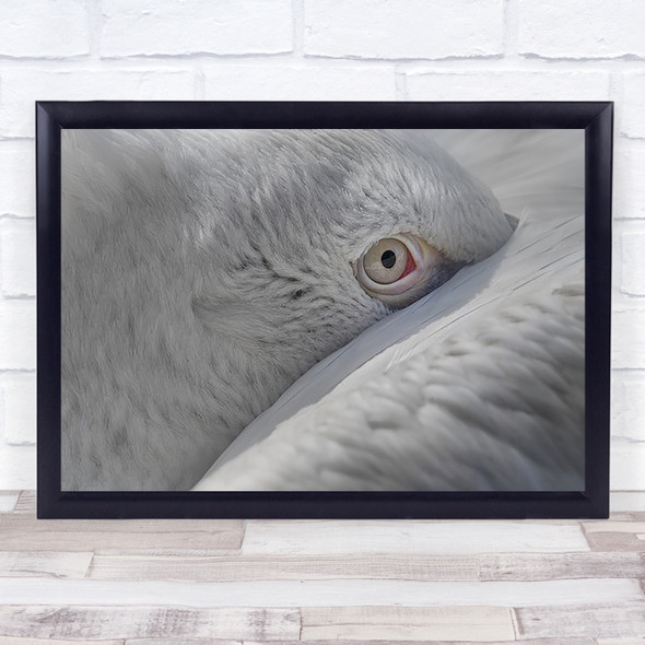 Eye Pelican White Bird Birds Wildlife Wild Nature Animal Wall Art Print