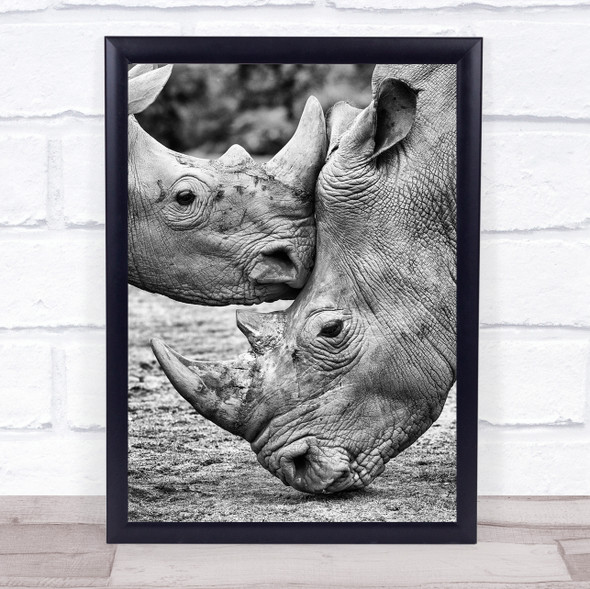 Face to Rhinoceroses Horns Cantabria Spain Cabarceno Rhino Rhinos Kiss Art Print