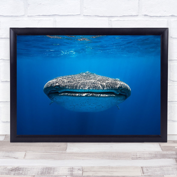 Face To With A Whale Shark Whaleshark Wildlife Sea Ocean Underwater Art Print