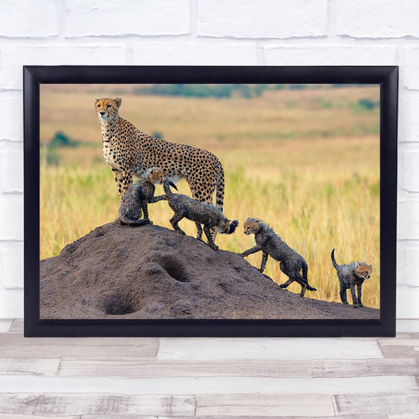 Family Wildlife Wild Cubs Cub Cute Cheetah Cheetahs Africa Wall Art Print