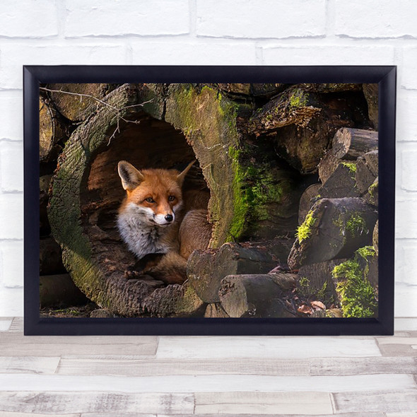 Fox Wildlife Hide Hidden Hiding Home Animal Wild Logs Wall Art Print