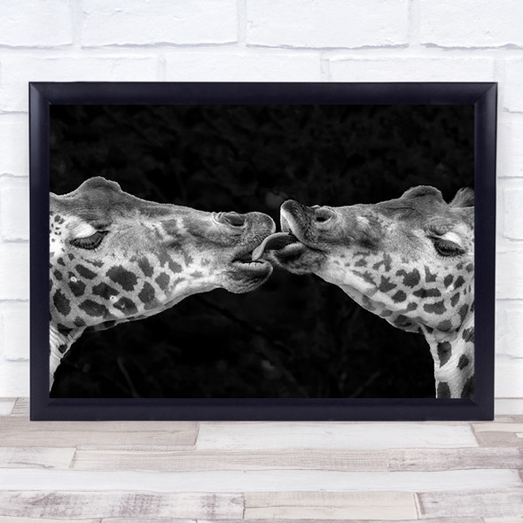 French Kiss Giraffe Giraffes Tongue Lick Licking Fun Funny Wall Art Print