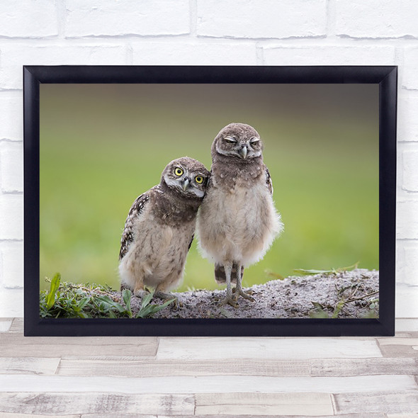 Friends Wildlife Cute Siblings Owl Burrowing Owls Wild Nature Wall Art Print